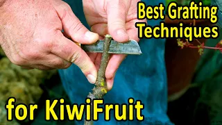Download BEST GRAFTING techniques to GRAFT KIWIFRUIT MP3