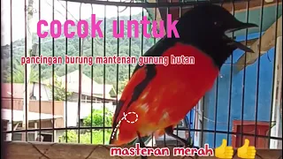 mewah mantenan gunung suara ori hutan cocok untuk pancigan dan masteran burung gantagan 