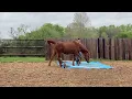 Level 2 Certificate Test - The Horse Agility Club