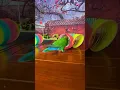 Download Lagu Bird Training : Smart lovebird Parrot | Smart Little Cute Parrot #training #smartparrot #cute