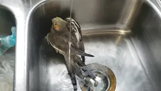 Cute Cockatiel Sink Bath!