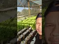 Download Lagu Pagi di desa panen sayuran dan musim ngarambet di sawah