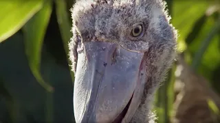 the dark side of shoebill chicks africa bbc earth