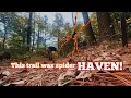 This trail was like no other Francis Marion and Sumter National Forest