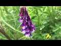 Download Lagu Bonte wikke (Vicia villosa) - 2020-05-16