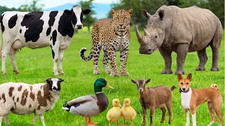 Compilation of cute animal sounds: Elephant, sheep, cow, dog, cat, horse, goat - Animal sounds