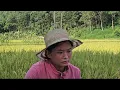 Download Lagu Husband goes to work, wife stays at home, fences the house, and carries the rice for hire