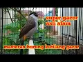 Download Lagu suara burung kutilang gacor full tanpa isian