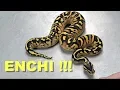 Featured Morph Enchi Gene Ball Python Madness