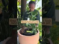 Download Lagu The Secret to Healthy Citrus in Containers Revealed!