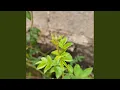 Turtles interpret thunder