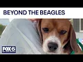 Ridglan beagle rescue signals animal testing shift in America FOX6 News Milwaukee