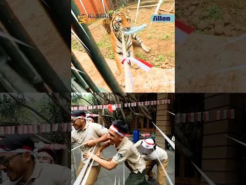 KESERUAN LOMBA 17 AGUSTUS MANUSIA MELAWAN HARIMAU!