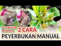 Download Lagu Praktek 2 Cara Penyerbukan Adenium | Kawin Silang Adenium #shorts #adenium #penyerbukan