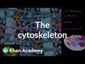 The cytoskeleton Structure of a cell Biology Khan Academy