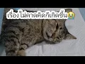 Download Lagu เรื่องที่ไม่คาดคิดเกิดขึ้น😭16/ก.ค.68#ปังปอนลูกแม่เกียง#แม่เกียงเลี้ยงแมวจร