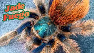 The Most Expensive Tarantula (A. Moorea)