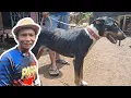 Download Lagu ANJING BURU SILANGAN ROTTWEILER HERDER \u0026 DOBERMAN KEPUNYAAN TIM BIRU 3 BUJANG SANTOLO ‼️