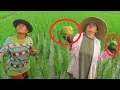 Lagu REJEKI NOMPLOK BUAH ENAK INI BERSERAKAN DI SAWAH