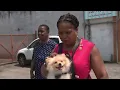 Long Island Pet Store Helps Ease Pain of Veteran Who Lost Her Dog NBC New York