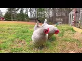 Shaky Egg Song | I Know a Chicken