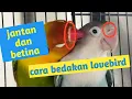 Download Lagu 10 cara membedakan lovebird jantan dan lovebird betina