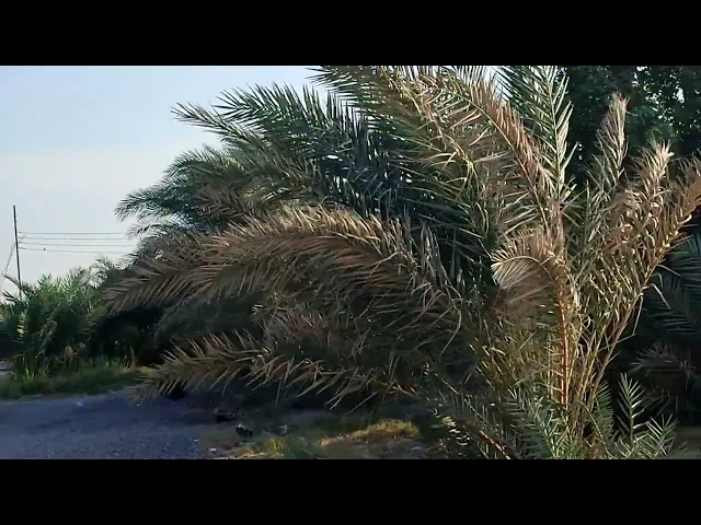 ⁣سبب تسمية منطقة أم عنيج