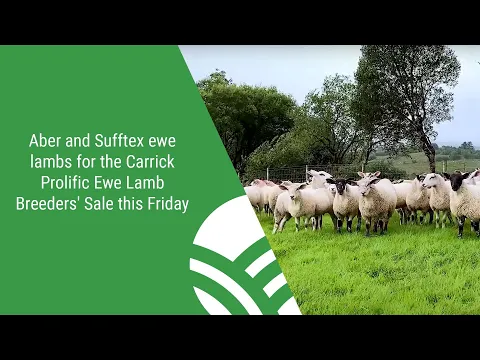 Download MP3 Aber and Sufftex ewe lambs for the Carrick Prolific Ewe Lamb Breeders' Sale this Friday