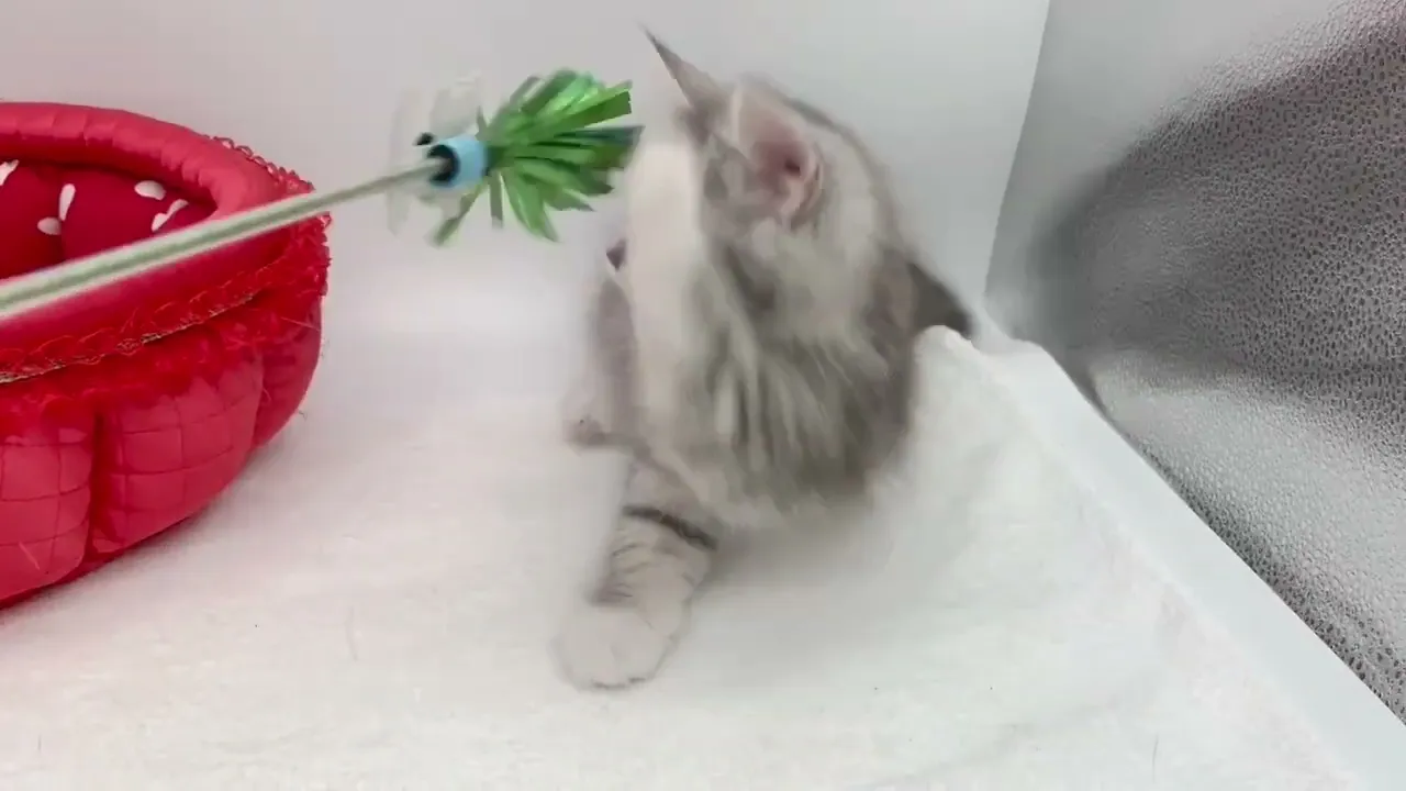 動画