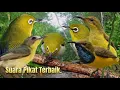 Download Lagu AMPUH.‼️ SUARA PIKAT BURUNG PLECI KOMBINASI SOGON DAN REMETUK LAUT..