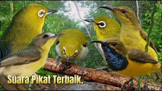 ampuh suara pikat burung pleci kombinasi sogon dan remetuk laut 