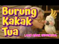 Download Lagu Burung Kakak Tua - Lagu Anak Indonesia | Camedu Kids