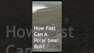 How Fast Can a Polar bear  Run?