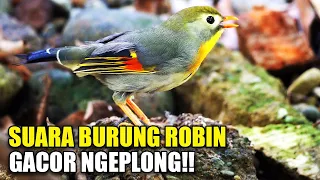 kicau pancingan burung robin gacor suara ngeplong full isian di kandang aviary sederhana