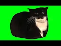 Maxwell The Cat Spinning Dancing Green Screen 4K R 60 FPS