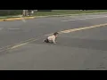 How Did a 10-Month-Old Baby Crawl Onto Busy New Jersey Road