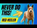 7 Things You MUST NEVER Do To Your Red Heeler