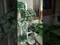 Tertata rapi tanaman hias di teras rumah #tanamanhias #terasrumah #sejuk #segar #shorts