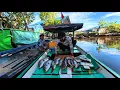 Download Lagu Baru kali ini dapat ikan baramundi sebanyak ini saat fishing camp di sungai mangrove