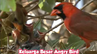 Download Red Cardinal Merawat Anaknya di hutan !! THE REAL ANGRY BIRD #birds #cardinal MP3