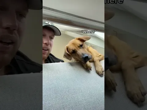 My dog is VERY nosy.. nosy￼ #fyp #puppy #funny