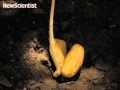 Acorn to oak tree time-lapse