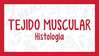 TEJIDO MUSCULAR | ¡Fácil explicación! (Histología)
