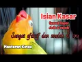 Download Lagu LOVEBIRD SUARA KASAR, speed rapat jeda 2 menit,sangat efektif dan mudah ditiru
