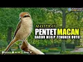 PENTET MACAN GACOR