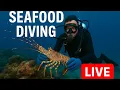 🔴 LIVE Seafood Diving — underwater lobster hunting in the ocean #diving #seafood
