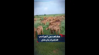 مشاهد تريح القلوب ت ظهر روعة مراعي بادية كردفان في فصل الخريف 