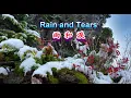 Download Lagu Rain and Tears---Aphrodite's Child (雨和淚)【中英字幕】
