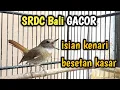 Download Lagu SRDC BALI GACOR ISIAN KENARI BESETAN KASAR || Sikatan Rimba Dada Coklat Gacor Dor