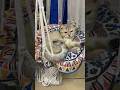 Download Lagu #Ayoyo…SeronokDalamBuayan😻#AnakKucingComel#subscribe#catlover